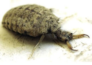 Jual Undur Undur Obat Diabetes