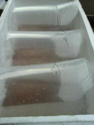 Jual Benih Nila Unggul