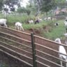 Foto: Susu Kambing Asli Bandung