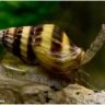 Foto: Assassin Snail ( Keong Pemakan Hama Siput )