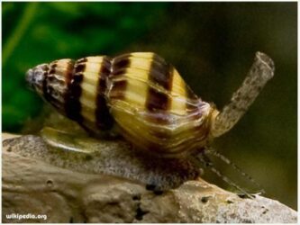 Assassin Snail ( Keong Pemakan Hama Siput )