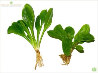 Echinodorus Parviflorus ” Black Amazon “