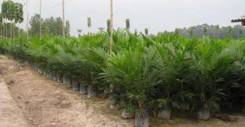 Jual Bibit Sawit Kualitas Unggul