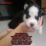 Foto: Jual 4 Anak Anjing Siberian Husky (blue Eyes-big Bones)
