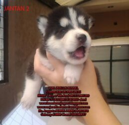 Jual 4 Anak Anjing Siberian Husky (blue Eyes-big Bones)