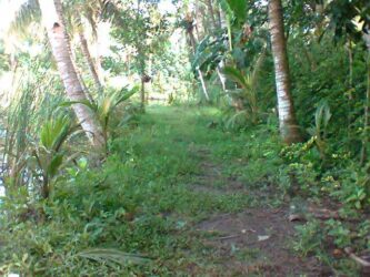 Tambak Gurame Perkebunan Kelapa