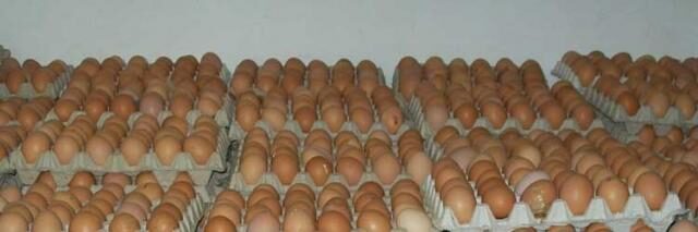 Jual Telur Broiler Murah Surabaya, Sidoarjo, Dan Gresik
