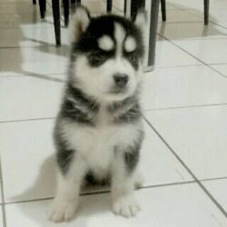 Jual Anak Anjing Siberian Husky