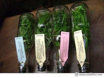 Jual Bibit Anggrek Botol Harga 29rb/botol