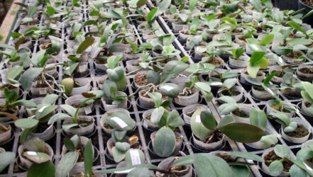 Jual Bibit Anggrek Seedling 9rb/bibit