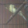 Foto: Jual Burung Kenari (af, Afs, F1ys, F2ys) Harga Nego.
