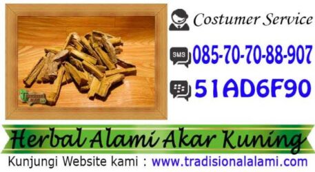 Obat Tradisional, Akar Kuning, Sembuhkan, Penyakit Kuning