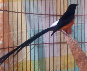 Murai Batu Medan Asli Ekor 27 Cm