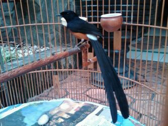 Murai Batu Medan Asli