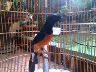 Murai Batu Medan Asli