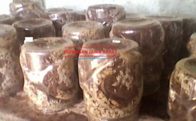 Ternak Semut Rang Rang