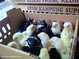 Sumber Rejeki Farm Kediri | Doc Joper | Dod Entok | Doc Ayam Kampung Asli