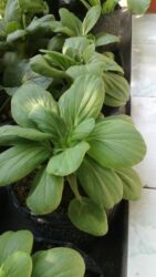 Hidroponik Store, Toko Online Perlengkapan Hobi Hidroponik