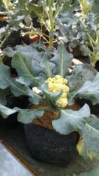 Hidroponik Store, Toko Online Perlengkapan Hobi Hidroponik