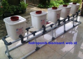 Sedia Paket Dutch Bucket Hidroponik Untuk Tanam Buah-buahan