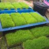 Foto: Jual Benih Wheat Grass (Rumput Gandum) Di Surabaya Sidoarjo