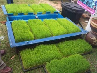 Jual Benih Wheat Grass (Rumput Gandum) Di Surabaya Sidoarjo