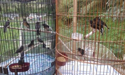 Dijual Burung Murai Batu Medan Hasil Tangkaran Seleksi Jawarah