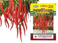 Benih Tanaman Cabai Elegance