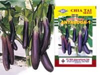 Benih Terong F1 Antaboga