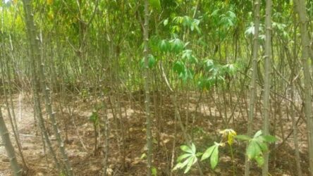 Jual Tanah Murah Banget