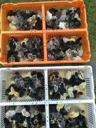 Jual DOC/DOD dan Perlengkapan Peternakan Bogor