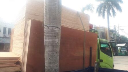 Karunia Sejati  Plywood  Berkualitas