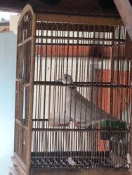 Burung Puter Lokal Sepasang