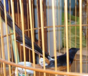 Burung Murai Batu Medan Super