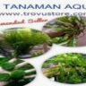 Foto: Suplier Tanaman Air Aquascape
