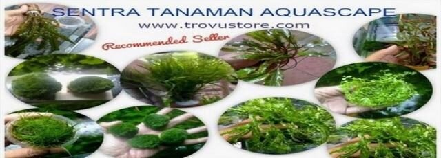 Suplier Tanaman Air Aquascape