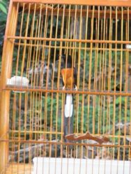 Murai Medan Super Gacor Fullisian