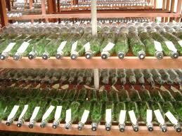 Jual Bibit Anggrek Botol